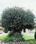 Callistemon viminalis Callistemon viminalis