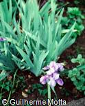 Iris germanica Iris germanica