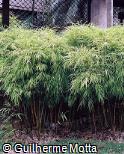 Bambusa gracilis Bambusa gracilis