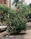 Hibiscus rosa-sinensis Hibiscus rosa-sinensis