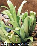 Aechmea  ´Pie´