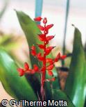 Aechmea miniata ´Royal Wine´