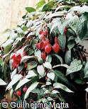 Fuchsia × hybrida ´Display´