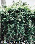 Lonicera japonica