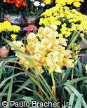 Cymbidium x hybridum