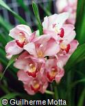 Cymbidium x hybridum