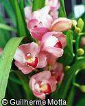 Cymbidium x hybridum