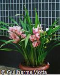 Cymbidium x hybridum