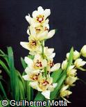 Cymbidium x hybridum