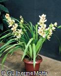 Cymbidium x hybridum