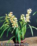 Cymbidium x hybridum