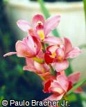 Cymbidium x hybridum