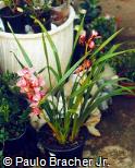 Cymbidium x hybridum