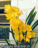 Cymbidium x hybridum