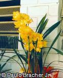 Cymbidium x hybridum