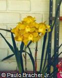 Cymbidium x hybridum