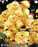 Cymbidium x hybridum