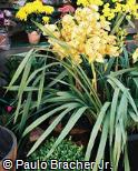 Cymbidium x hybridum