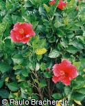 Hibiscus rosa-sinensis Hibiscus rosa-sinensis