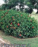 Hibiscus rosa-sinensis Hibiscus rosa-sinensis