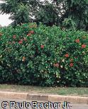 Hibiscus rosa-sinensis Hibiscus rosa-sinensis