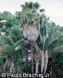 Washingtonia filifera Washingtonia filifera