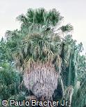 Washingtonia filifera Washingtonia filifera