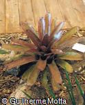 Aechmea  ´Fireball´