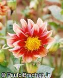 Dahlia pinnata ´Johnny Casey´ Dahlia pinnata ´Johnny Casey´