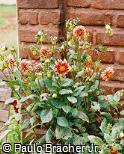Dahlia pinnata ´Johnny Casey´ Dahlia pinnata ´Johnny Casey´