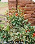 Dahlia pinnata ´Johnny Casey´ Dahlia pinnata ´Johnny Casey´