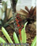 Aechmea  ´Blue Max´