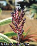 Aechmea  ´Compacta´