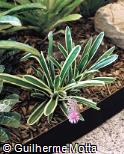 Aechmea  ´Exotica Greenback´