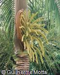 Palmera areca comprar