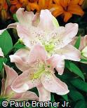 Lilium speciosum