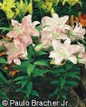 Lilium speciosum