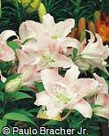 Lilium speciosum
