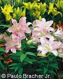 Lilium speciosum