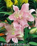 Lilium speciosum