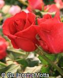 Rosa x grandiflora ´Hot lady´Rosa , Roseira