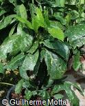 Aucuba japonica ´Crotonifolia´