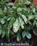 Aucuba japonica ´Crotonifolia´