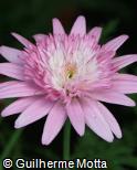 Chrysanthemum frutescens ´Bridesmaid´ Chrysanthemum frutescens ´Bridesmaid´