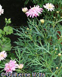 Chrysanthemum frutescens ´Bridesmaid´ Chrysanthemum frutescens ´Bridesmaid´
