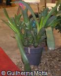 Aechmea nudicaulis