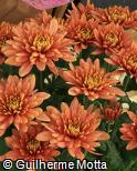 Dendranthema grandiflorum ´Bronze charm´ Dendranthema grandiflorum ´Bronze charm´