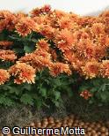 Dendranthema grandiflorum ´Bronze charm´ Dendranthema grandiflorum ´Bronze charm´