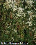 Abrir ficha do item Polygonum aubertii Abrir ficha do item Polygonum aubertii
