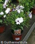 Osteospermum ecklonis ´Blue streak ´ Osteospermum ecklonis ´Blue streak ´